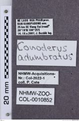 Etikette zu Monocrepidius adumbratus  (NHMW-ZOO-COL-0010852)